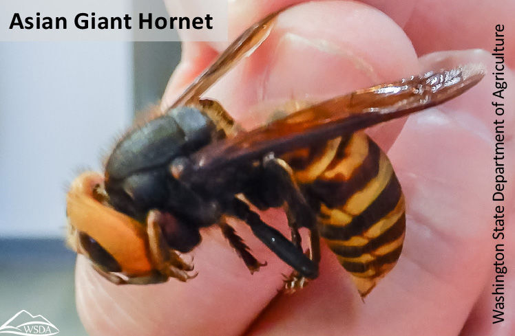 Asian Giant Hornet